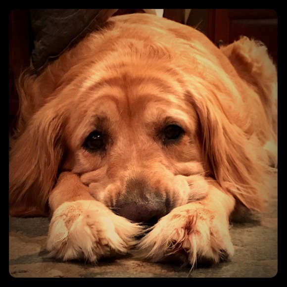 Meet your Poshers, Chris & Dana - Picture 1 of 1